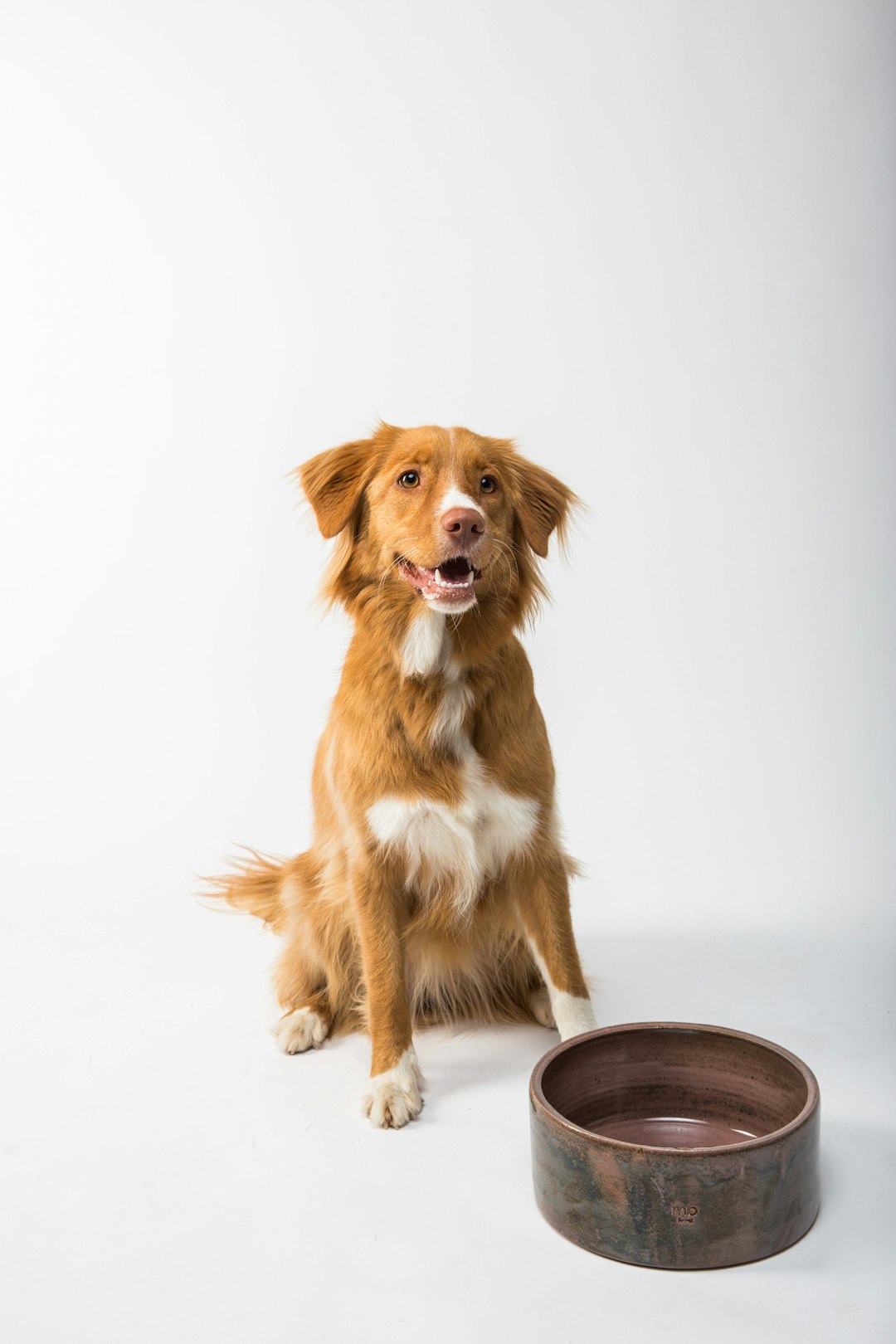 Mascota feliz con productos RutaRapida