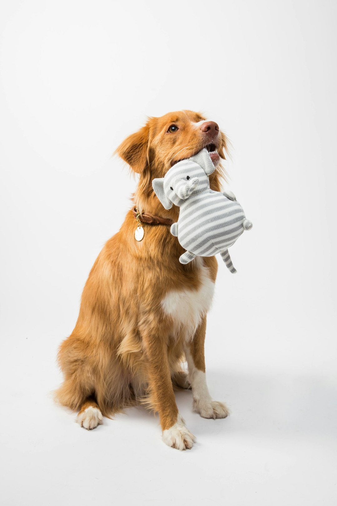 Accesorios para mascotas